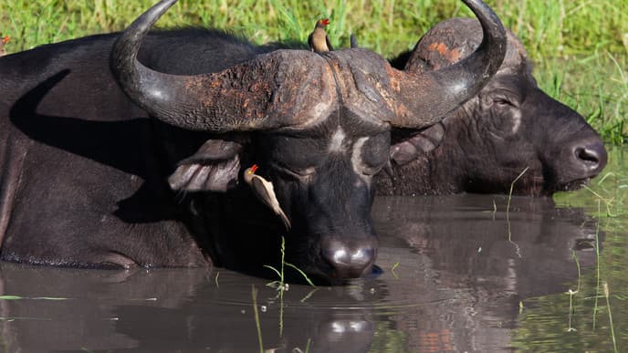 Wildebeest & warthog