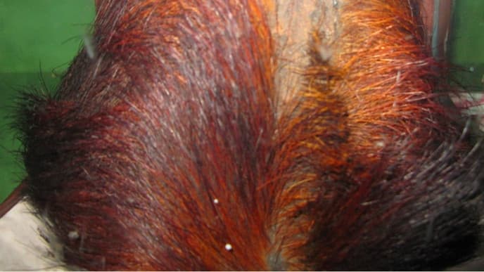 Acclimatisation and the Yeti Skull