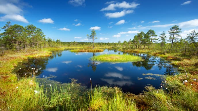 Mesmerising forest & picturesque coast