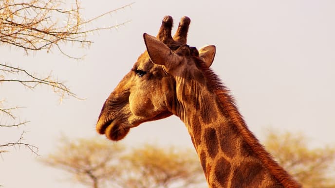 The delightful wilds of Etosha East