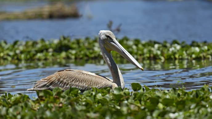 Bootsfahrt auf dem Naivasha See