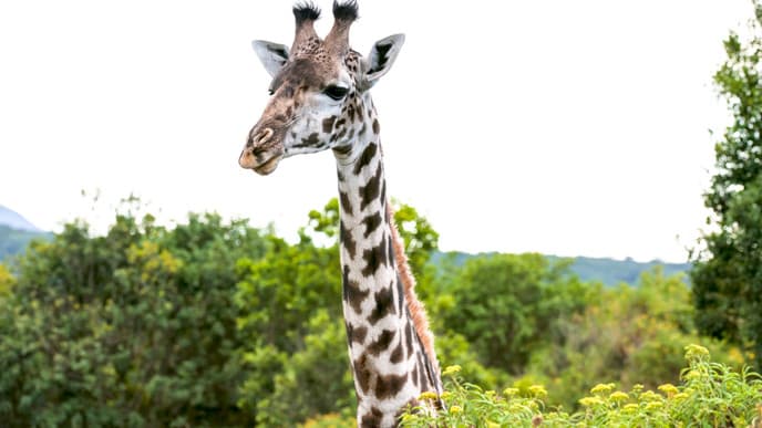Herzlich Willkommen im Arusha National Park