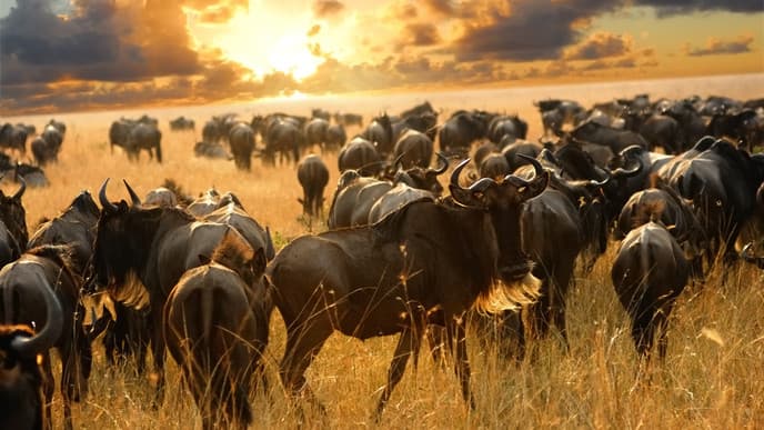 Take a Second Game Drive in the Serengeti