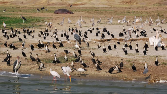 Queen Elizabeth National Park and Boatride