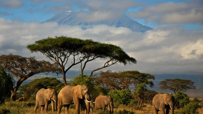 Welcome To Africa!