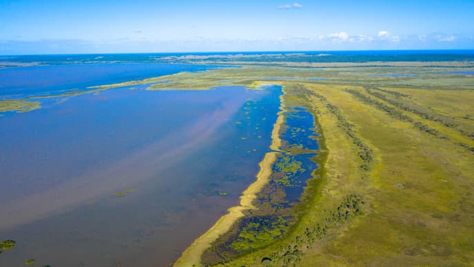 Wildlife-filled wetlands