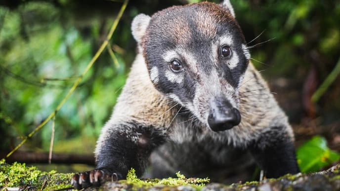 Am dritten Vulkan Costa Ricas