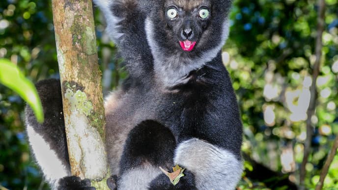 Den Andasibe National Park besichtigen