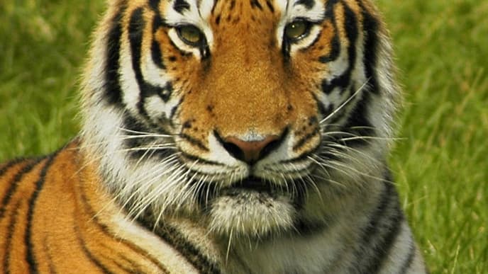 UNESCO Welterbe Chitwan Nationalpark