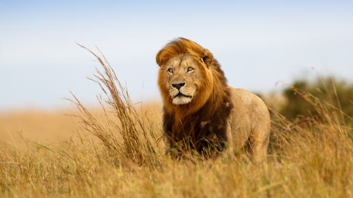 Safari Day and the Big 5