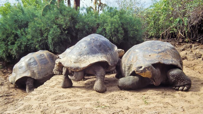 Journey to the Galapagos