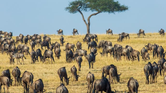 Game viewing at the endless plan of Serengeti