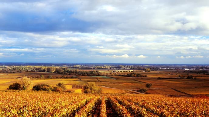 Journey into Mystic Burgundy