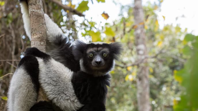 Die Flora und Fauna des Analamazaotra Nationalparks
