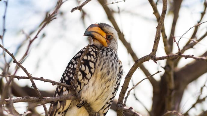 Early-morning wildlife encounters