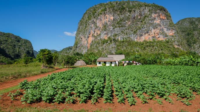 Lush valley & tobacco farms