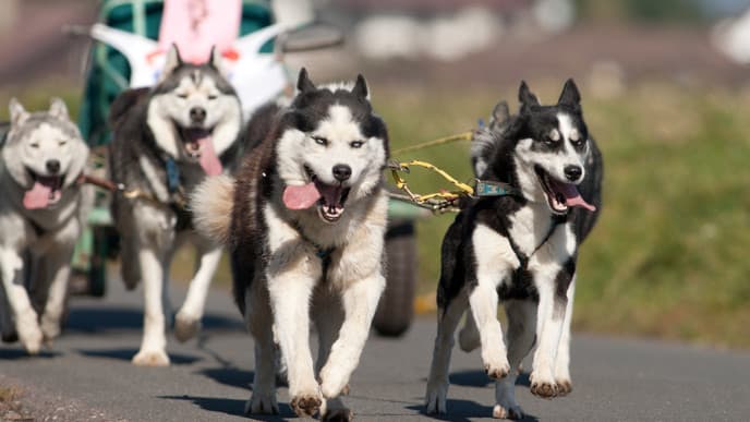 Sleigh-Ride with the Huskies