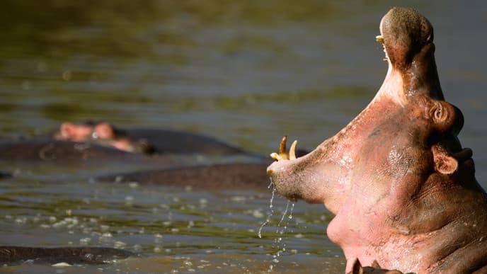 Look for Wildlife in the Serengeti