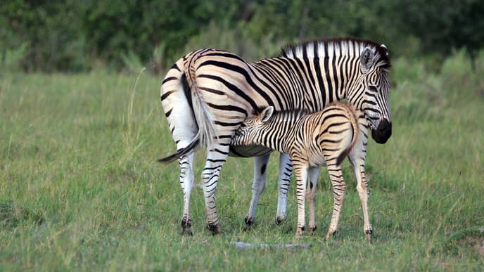 Embark on classic safari experiences