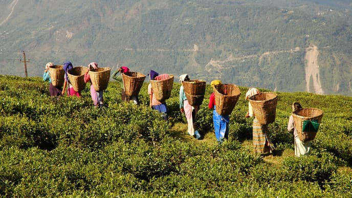 Welcome to Darjeeling