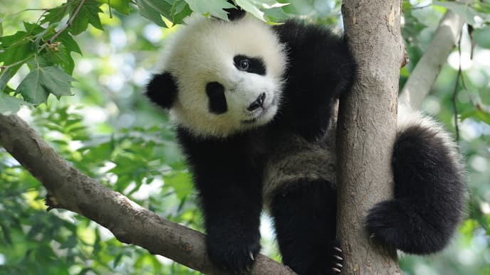 Get Close with Pandas at the Chengdu Research Center of Panda Breeding