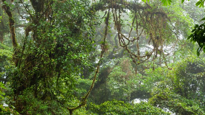 Journey to the Cloud Forest