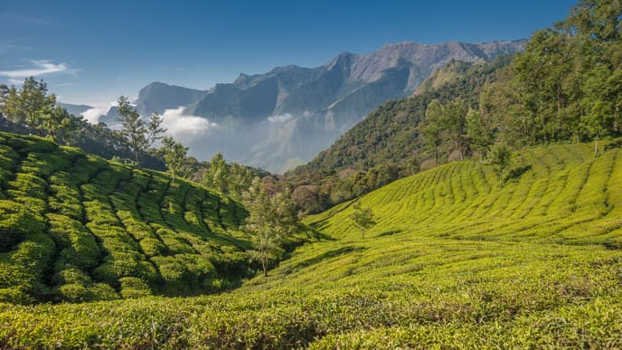 The fragrant tea fields of Munnar