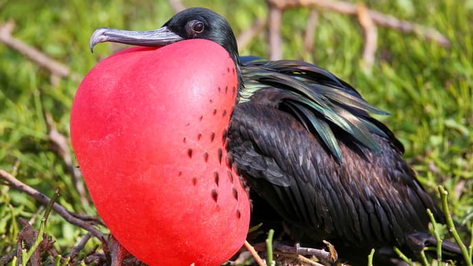 Birdwatching in the Galapagos