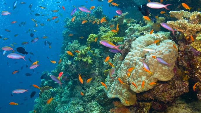 Snorkel to untouched coral reefs