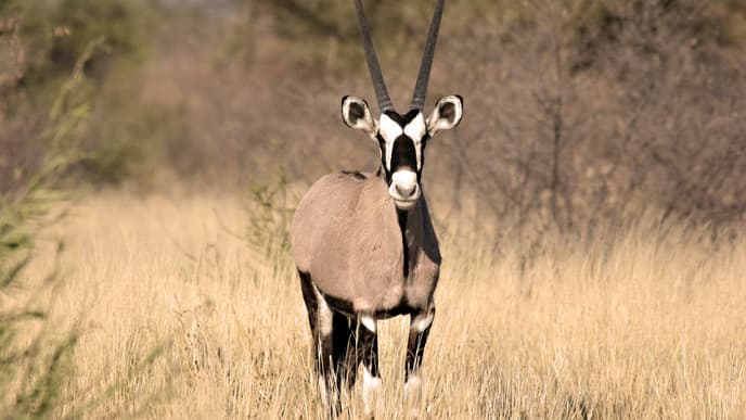 Arrival at Dinaka Camp