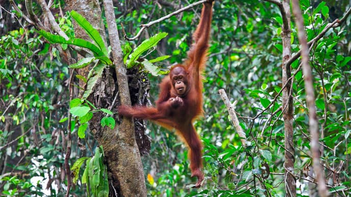 Begegnungen mit Orang-Utans und Einheimischen