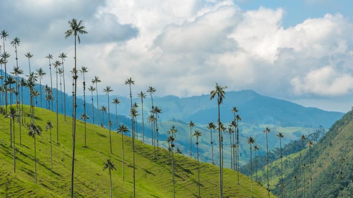 Tour durch Valle del Cocora und die Kaffeestadt Salento