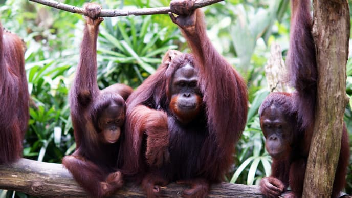 Visit Tabin Wildlife Reserve