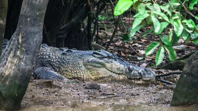 Sunrise on the River and a Nighttime Jungle Hike