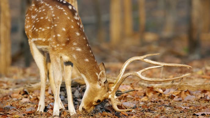 Experience the Wonder of Pench National Park