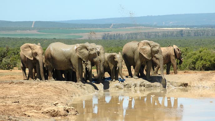 Addo Elephant Nationalpark