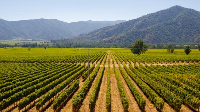 Enjoy The Wine Of Maipo Valley