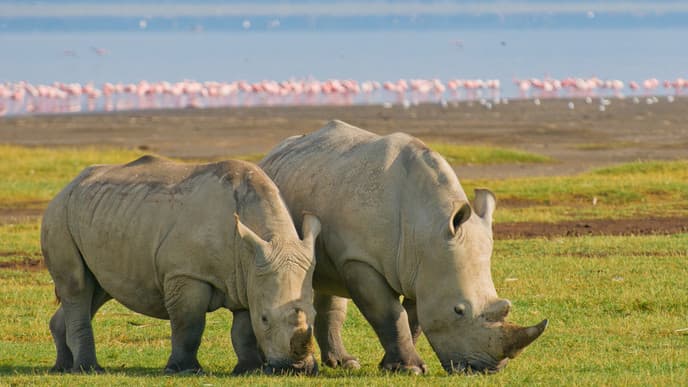 Home to the Rhinos