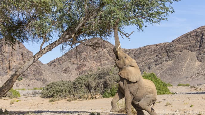 Pirschfahrt im offenen Geländewagen
