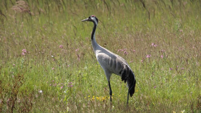 Witness the birds of Marquenterre Park