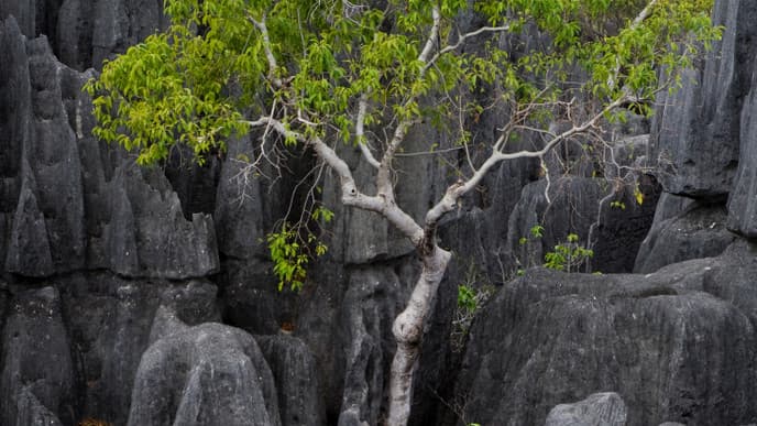 Wildnis des "Kleinen Tsingy"