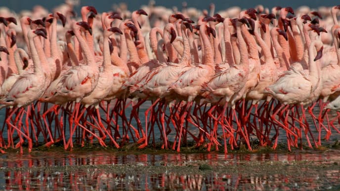 Arrive At The Lake Nakuru Lodge