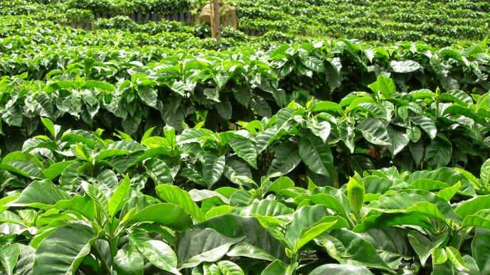 Tiefe Einblicke in eine Kaffeefarm