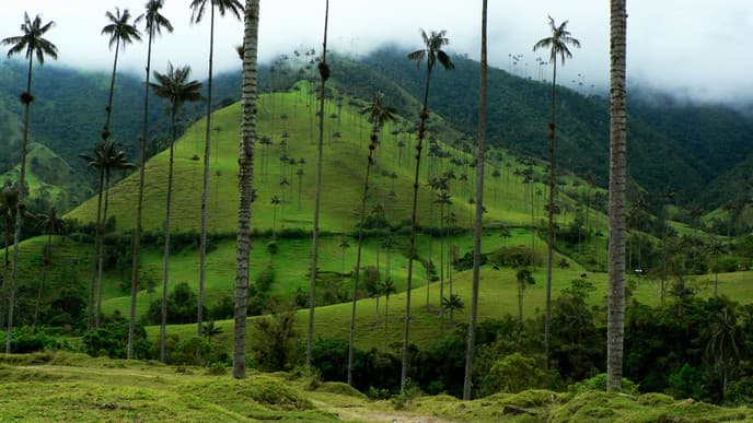Exploring the Cocora Valley