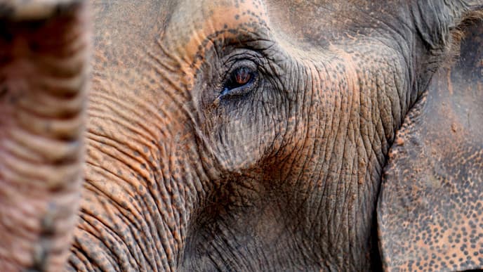 Meet the elephants