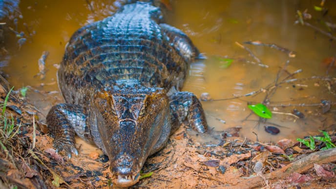 Another day of rainforest discoveries