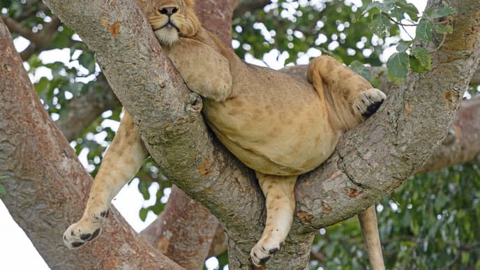 Search For The Magnificent Arboreal Lions