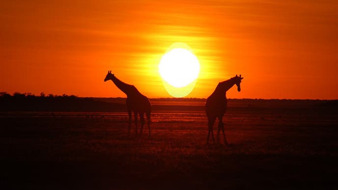 Wilde Tiere im Etosha Nationalpark