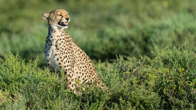 Ruaha safari