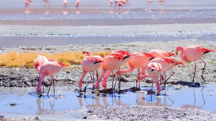 Eduardo Abaroa Andean Fauna National Reserve